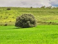 Lonely tree in the green field background nature Royalty Free Stock Photo