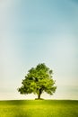 Lonely tree on a green field Royalty Free Stock Photo