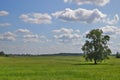 Lonely tree in a green field, countryside Royalty Free Stock Photo