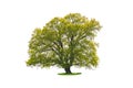 Lonely green tree isolated on white background Royalty Free Stock Photo