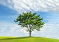 Lonely tree in green grass field and blue sky Royalty Free Stock Photo