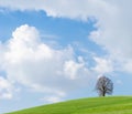 Lonely tree on green hill, blue sky and white clouds Royalty Free Stock Photo