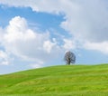 Lonely tree on green hill, blue sky and white clouds Royalty Free Stock Photo