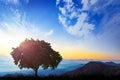 A lonely tree on a green hill during morning. A beautiful morning among the hills.