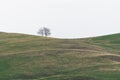 Lonely tree on green hill over cloudy sky Royalty Free Stock Photo