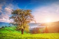 Lonely tree on a green hill Royalty Free Stock Photo