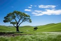 Lonely tree on the green meadow with blue sky background Royalty Free Stock Photo