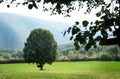 Lonely tree on a green meadow