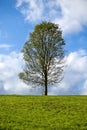 Lonely tree on a green meadow under blue sky with clouds Royalty Free Stock Photo