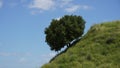 Lonely tree on a green slope of a hill against blue sky Royalty Free Stock Photo