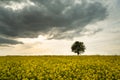 A lonely tree growing in a field of yellow rape and a dark cloud on the sky Royalty Free Stock Photo