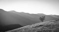 Lonely Tree Growing On Hillside, Grayscale Image