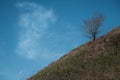 Lonely tree growing on a mountain against a blue sky. Reaching the top. Move uphill towards your goal. Move uphill.