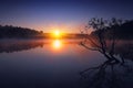Lonely tree growing in a pond at sunrise Royalty Free Stock Photo