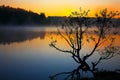 Lonely tree growing in a pond at sunrise Royalty Free Stock Photo