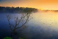 Lonely tree growing in a pond at sunrise. Royalty Free Stock Photo