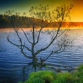 Lonely tree growing in a pond at sunrise. Royalty Free Stock Photo