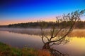 Lonely tree growing in a pond at sunrise Royalty Free Stock Photo