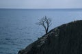 Lonely tree growing on rock on the sea background in spring Royalty Free Stock Photo