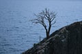 Lonely tree growing on rock on the sea background in spring Royalty Free Stock Photo