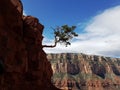 Lonely tree growing on south rim grand canyon cliffs Royalty Free Stock Photo