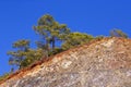 Lonely tree growing on top of the hill. Turkey Royalty Free Stock Photo