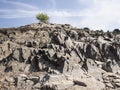 Lonely tree growing on top of the rock Royalty Free Stock Photo