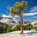 Lonely tree growing on top of the rock.