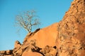 A lonely tree is growing up at a rocky mountain slope