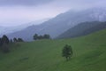 Lonely tree grows on a green hill slope Royalty Free Stock Photo