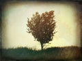 Lonely Tree - Grunge Vintage Photo