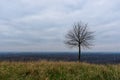 Lonely tree on halde rheinpreussen Royalty Free Stock Photo