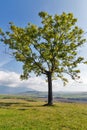 Lonely tree on a high hill pasture