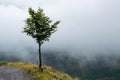 Lonely tree on the Alpine mountain road Royalty Free Stock Photo