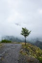 Lonely tree on the Alpine mountain road Royalty Free Stock Photo