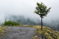 Lonely tree on the Alpine mountain road Royalty Free Stock Photo