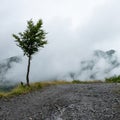 Lonely tree on the Alpine mountain road Royalty Free Stock Photo