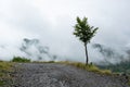 Lonely tree on the Alpine mountain road Royalty Free Stock Photo