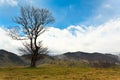 Lonely tree on a hill