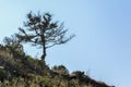 Lonely tree on the hill