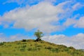 Lonely tree on a hill, Field in the highlands, between Vic-sur -cere and Le Lioran.