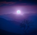 Lonely tree on a hill in a moonlight