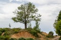 Lonely tree on the hill, rural landscape. Albanian nature Royalty Free Stock Photo