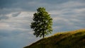 Lonely tree on a hill, rural landscape. Royalty Free Stock Photo