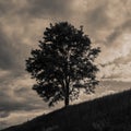 Lonely tree on a hill, rural landscape. Royalty Free Stock Photo