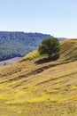 Lonely tree on a hill slope Royalty Free Stock Photo