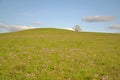 A lonely tree on a hill in the steppe Royalty Free Stock Photo