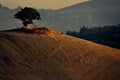 Lonely tree on the hill in Tuscany, Italy Royalty Free Stock Photo