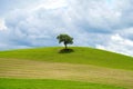 Lonely tree on a hill in Tuscany, Italy Royalty Free Stock Photo