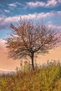 A lonely tree on a hill among yellow grass on a bright sky background with colorful clouds in the rays of the setting sun. Royalty Free Stock Photo